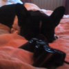 2006-12-10 Gizmo_l.jpg
